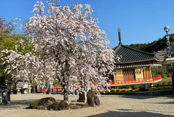 安倍文殊院の写真・動画_image_520447