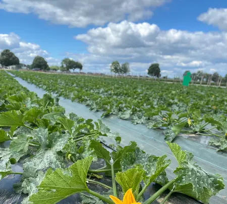 Farm Viltainの写真・動画_image_520862