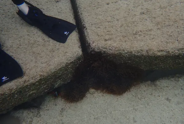 ナーマ浜の写真・動画_image_521137