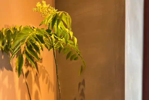 Curry & natural wine ねこちぐらの写真・動画_image_521338