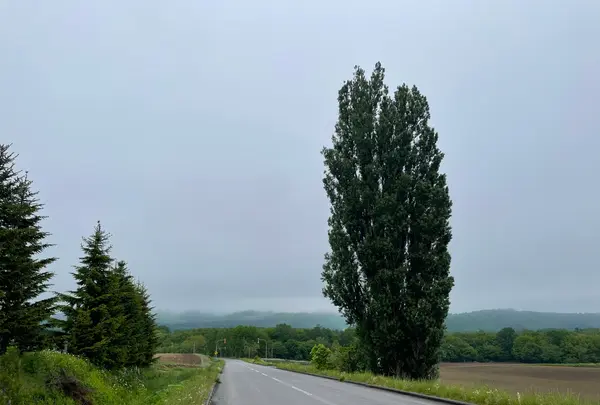 ケンとメリーの木駐車場の写真・動画_image_521483