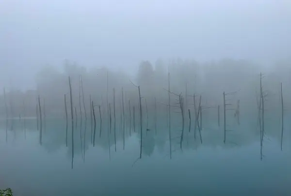 白金青い池の写真・動画_image_521485
