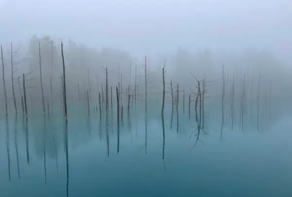 白金青い池の写真・動画_image_521487