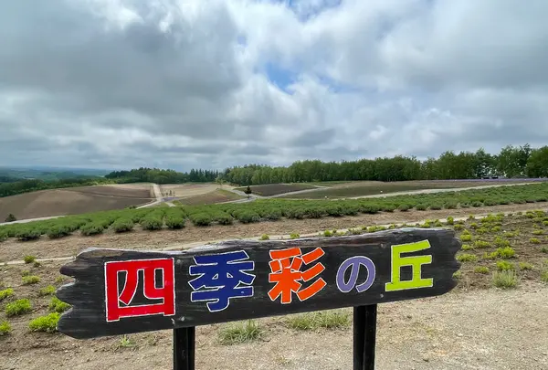 四季彩の丘の写真・動画_image_521528