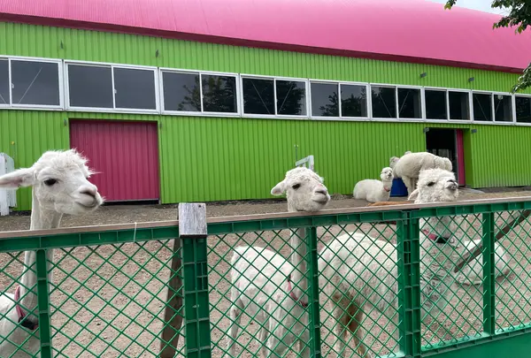 四季彩の丘の写真・動画_image_521529