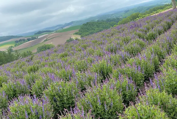 四季彩の丘の写真・動画_image_521530