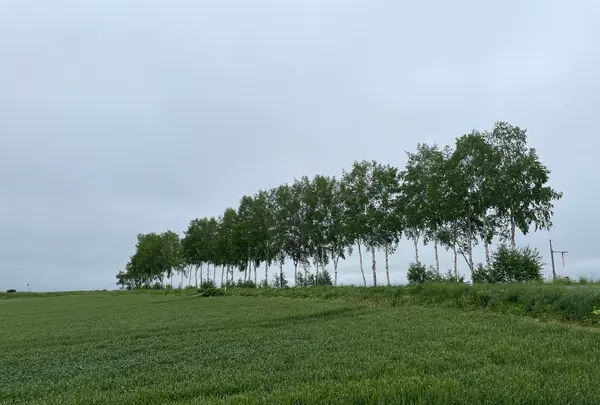 セブンスターの木の写真・動画_image_521661