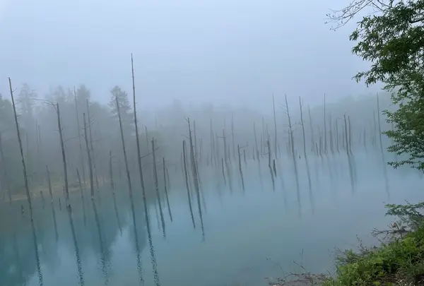 白金青い池の写真・動画_image_521665
