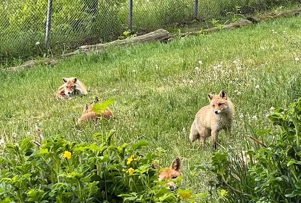 北きつね牧場の写真・動画_image_521717