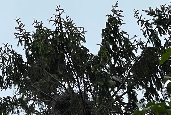 相内神社の写真・動画_image_521774