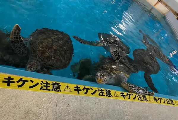 桂浜水族館の写真・動画_image_521959