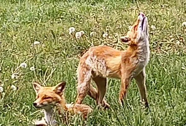 北きつね牧場の写真・動画_image_522233