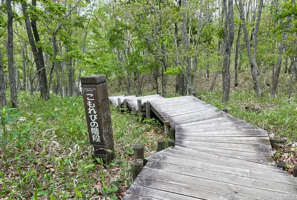 こもれびの階段の写真・動画_image_522319