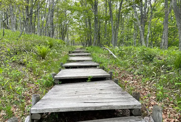 こもれび広場の写真・動画_image_522339