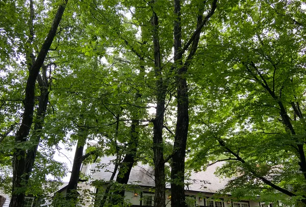 レストラン ペニーレイン（RESTAURANT PENNY LANE）那須店の写真・動画_image_523276