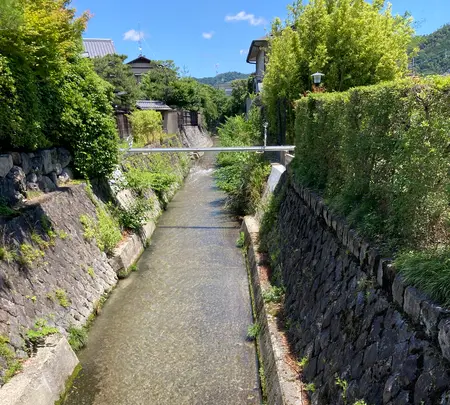 白川疏水通りの写真・動画_image_523407
