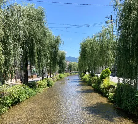 白川疏水通りの写真・動画_image_523408