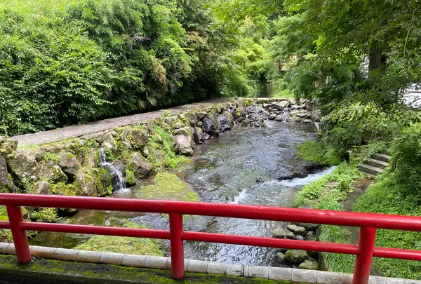 白川水源の写真・動画_image_523991