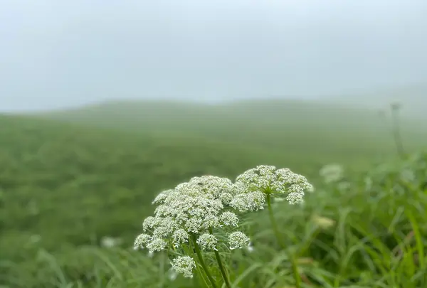 大観峰の写真・動画_image_523994