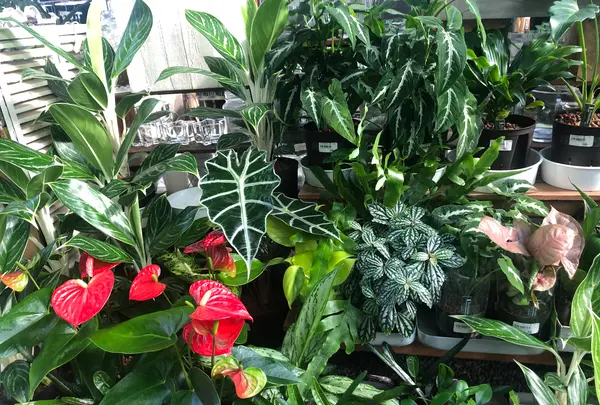 PLANTEDの写真・動画_image_524358