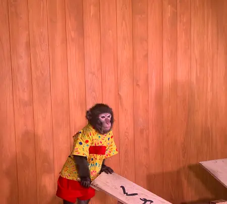 草津温泉おさるの湯もみ処～おさ湯の写真・動画_image_524655