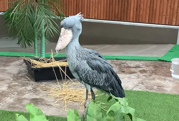 掛川花鳥園の写真・動画_image_524702