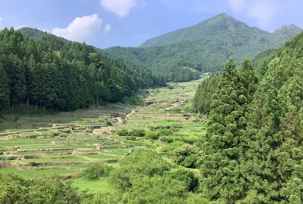 四谷千枚田の写真・動画_image_524712