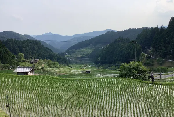 四谷千枚田の写真・動画_image_524713