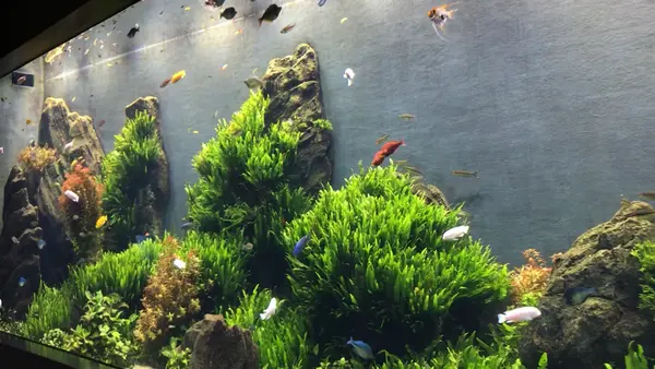 DMMかりゆし水族館の写真・動画_image_525383