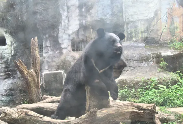 台北市立動物園台湾動物区の写真・動画_image_525575