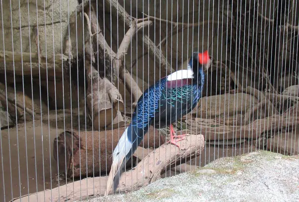台北市立動物園台湾動物区の写真・動画_image_525576