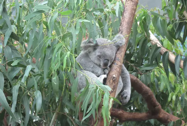 台北市立動物園無尾熊館の写真・動画_image_525583