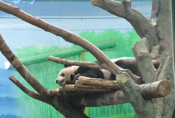 台北市立動物園大猫熊館の写真・動画_image_525585