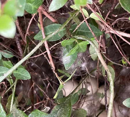 霊夢山見塔寺の写真・動画_image_526121