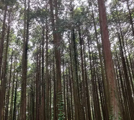 秩父宮記念公園の写真・動画_image_526332