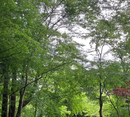 秩父宮記念公園の写真・動画_image_526333