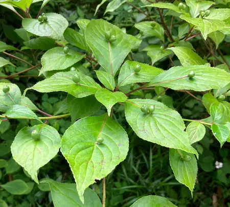 秩父宮記念公園の写真・動画_image_526334