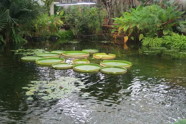 熱帯ドリームセンターの写真・動画_image_526555