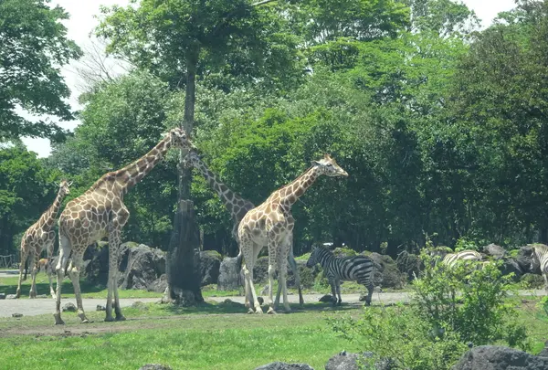 富士サファリパークの写真・動画_image_526608