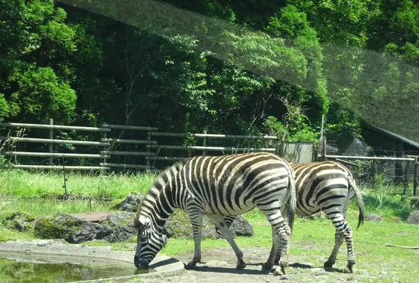 富士サファリパークの写真・動画_image_526611