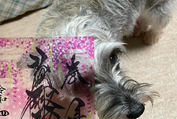 諏訪神社の写真・動画_image_526709