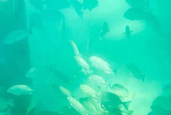 グリーン島の写真・動画_image_527139
