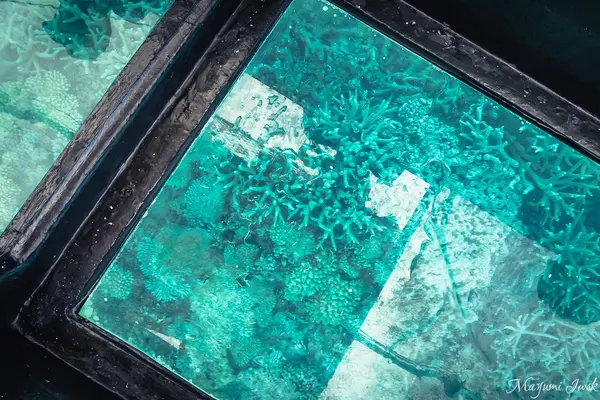グリーン島の写真・動画_image_527142