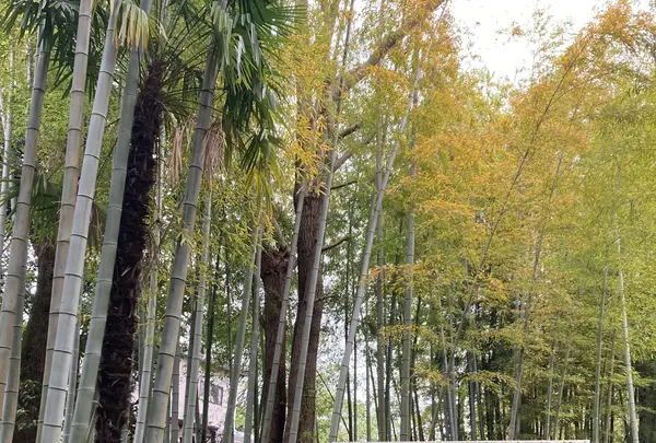 洗足池公園の写真・動画_image_527408