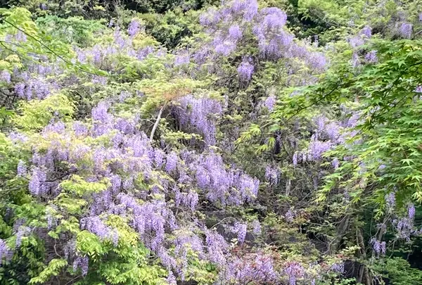 等々力渓谷の写真・動画_image_527411