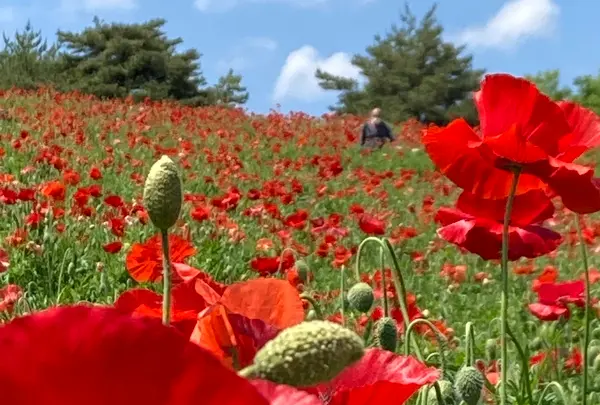 国営昭和記念公園の写真・動画_image_527440