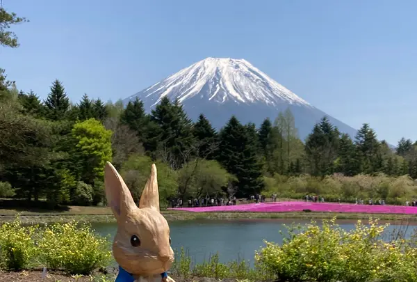 富士芝桜まつりの写真・動画_image_527449