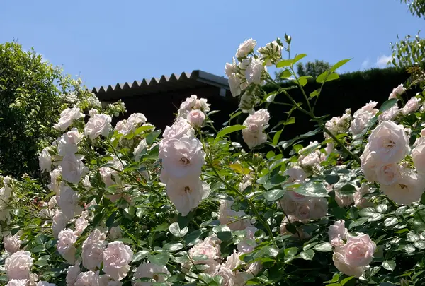 神奈川県立花と緑のふれあいセンター 花菜ガーデンの写真・動画_image_527458