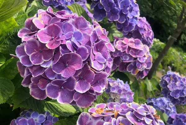 相模原北公園 アジサイ園の写真・動画_image_527516