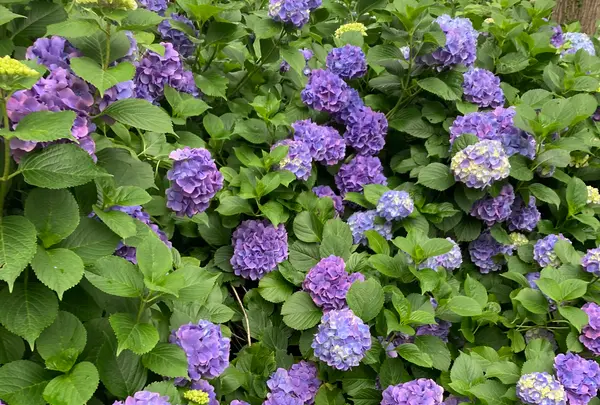 府中 郷土の森の写真・動画_image_527535